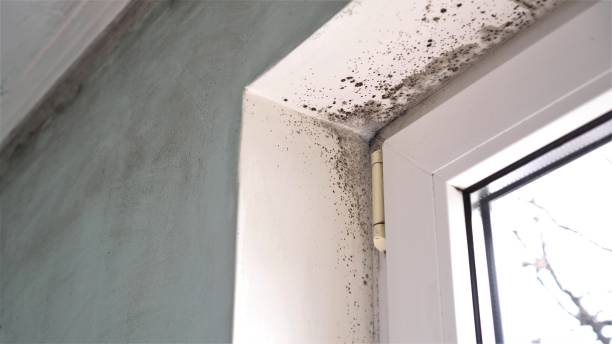 Best Environmental Consulting for Mold Prevention  in Conehatta, MS